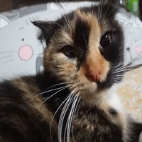 :3333