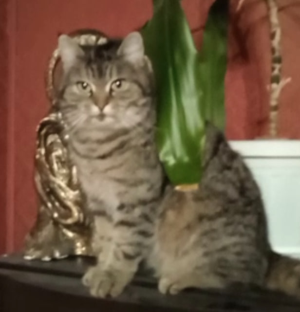 :}}